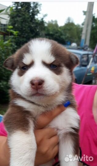 Хасята(щенки)