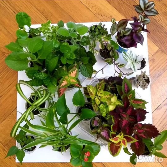 Комнатные растения цветы