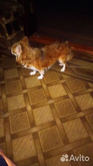 Вязка чихуахуа мальчик