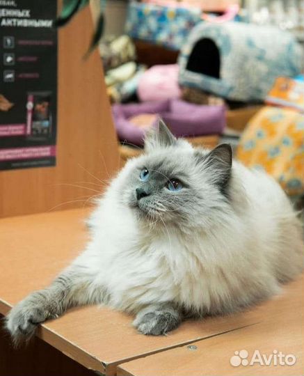 Очаровательные пушистики