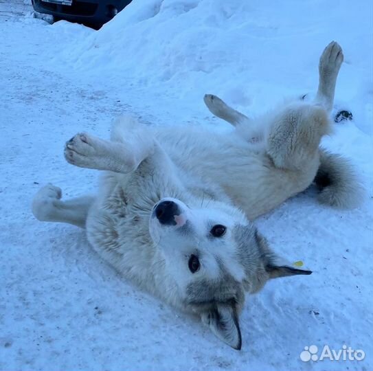 Лайка, кобель