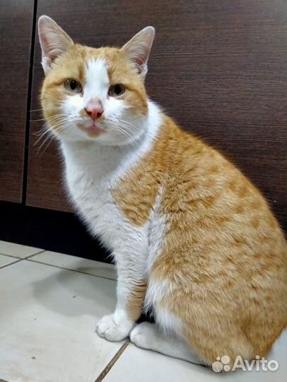 Молодой котик ищет дом
