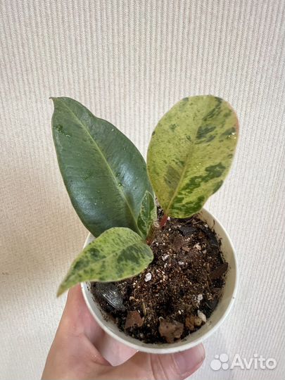 Филодендрон карамель марбл