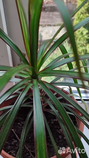 Драцена маргината