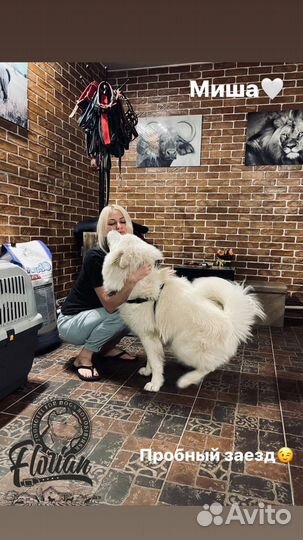 Гостиница для собак