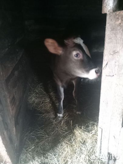 Тёлка 6 месяцев