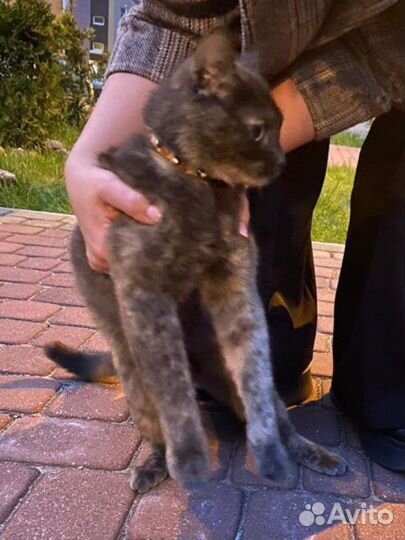 Найден котенок с ошейником