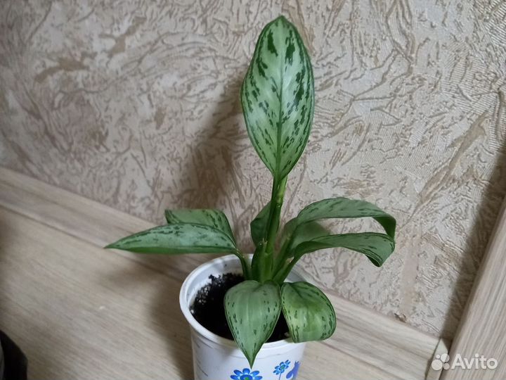 Аглаонема