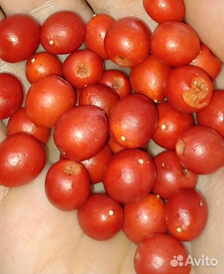 Мур Айя(дерево императоров) ягоды лечебные