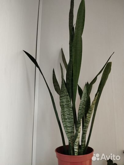 Сансевиерия, панданус, педилантус