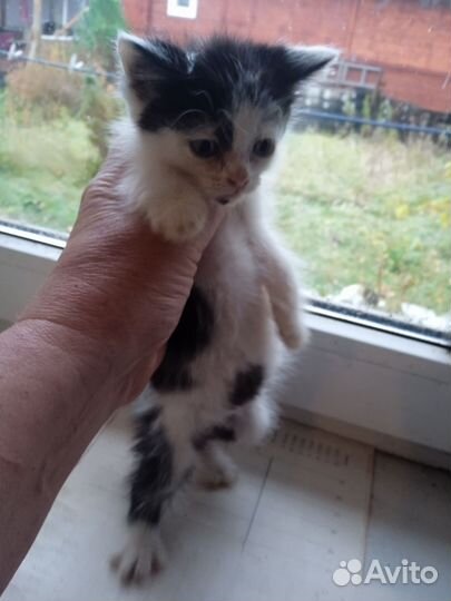Котик в добрые руки