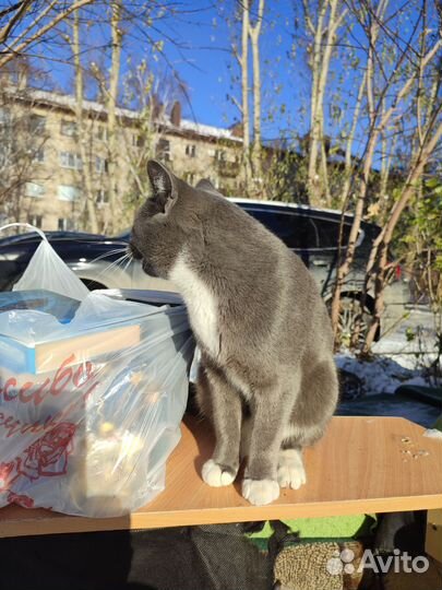 Молодой котик, ласковый и упитанный