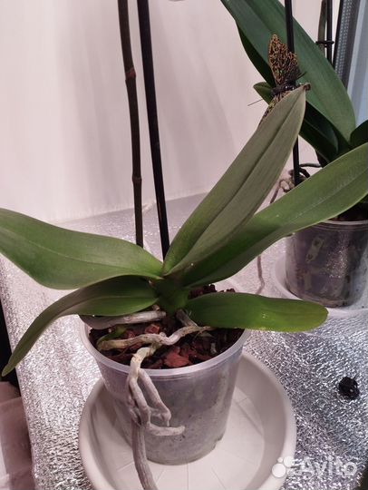 Орхидея черный лебедь