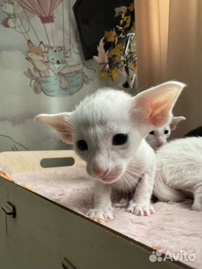 Ориентальная