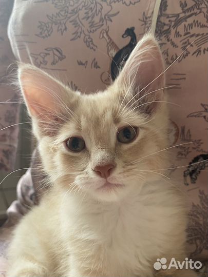 Котенок в добрые руки