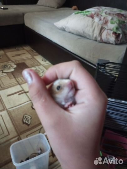 Сирийские хомячки