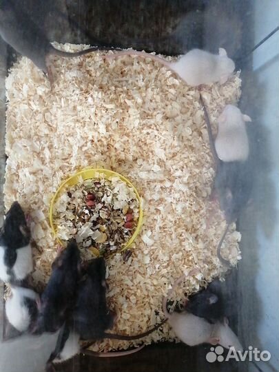 Продам крысят