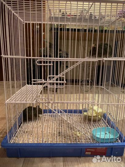 Белка дегу с клеткой