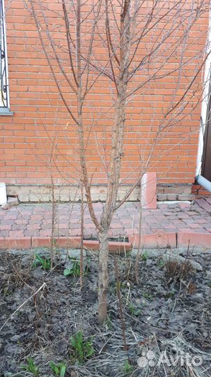 Саженцы вишни