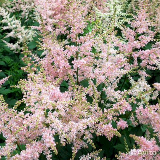 Астильба Нью Вэйв