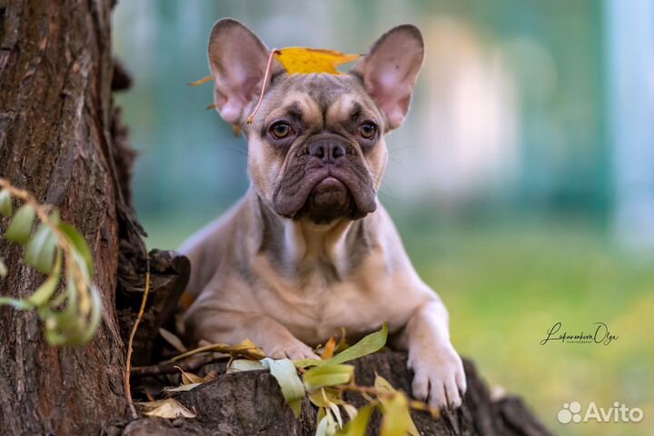 Кобель какао фавн