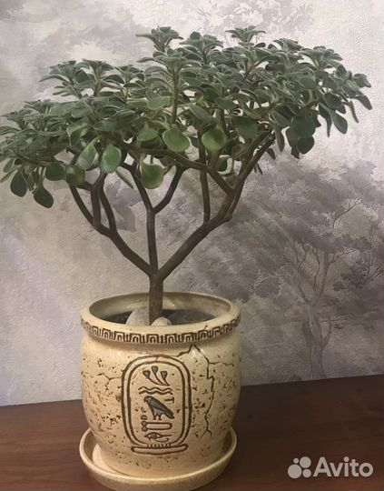 Аихризон дерево любви