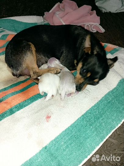 Щенки тойтерьер мини