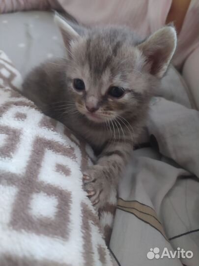 Шотландская