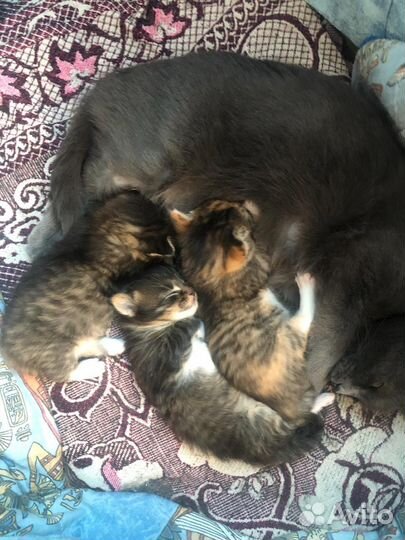 Котята в добрые руки