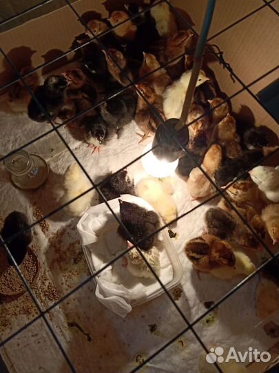 Цыплята мясо-яичные