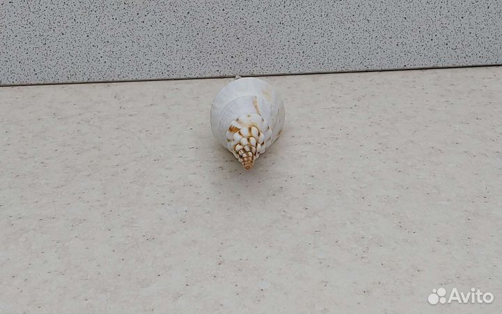 Фусинус Колус 11,4 морская ракушка раковина