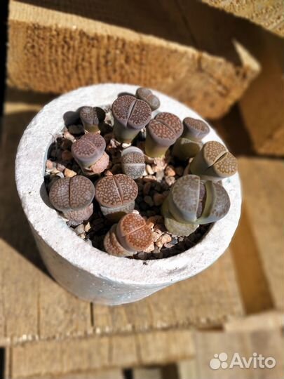 Кактусы и суккуленты