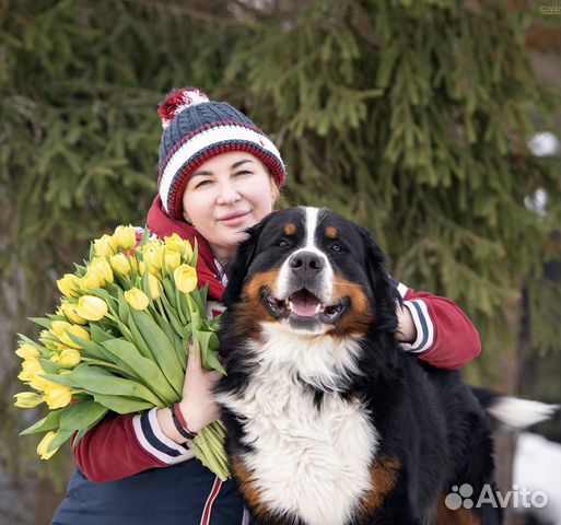 Порода Бернский Зенненхунд. Особенности воспитания и содержания дома