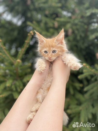 Мейн-кун мальчик