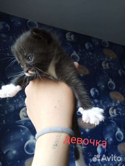 Кошка в дар бесплатно