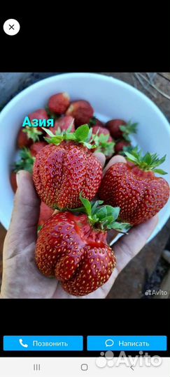 Саженцы зкс из Мичуринска