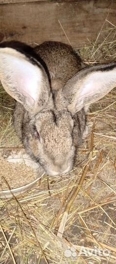 Кролики крупной породы