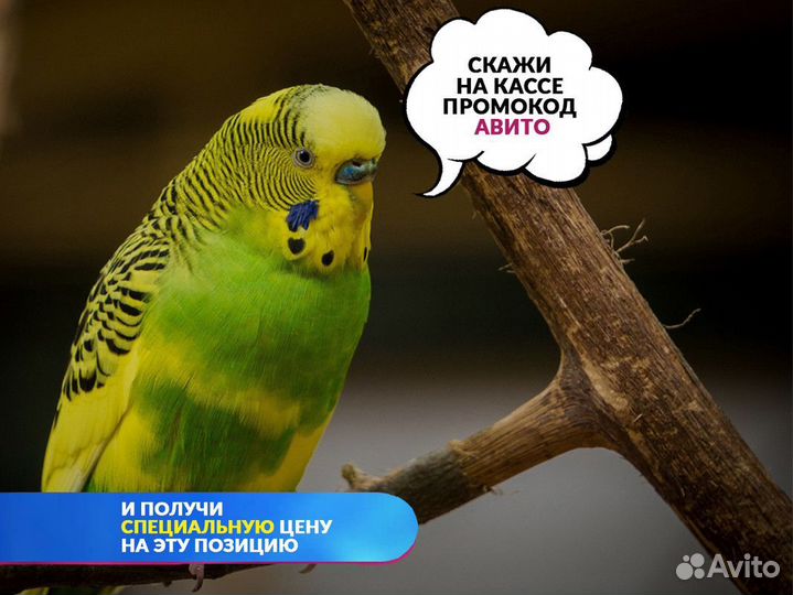 Хомяк Сирийский персик