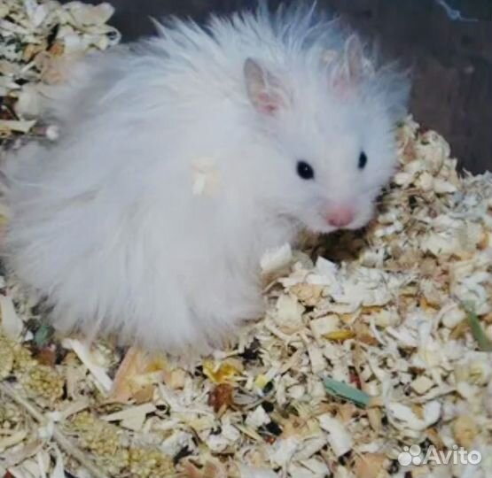 Белоснежая сирийская девочка с клеткой дюной