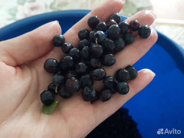 Черника свежая