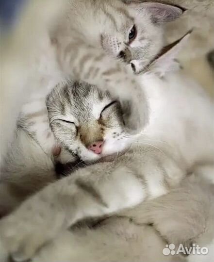 Котенок