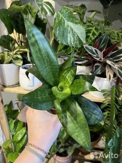 Сансиверии