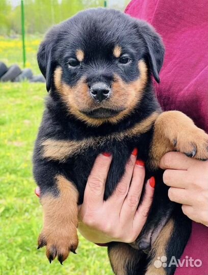 Щенки ротвейлера с доставкой