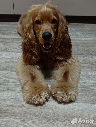 Вязка английский кокер спаниель