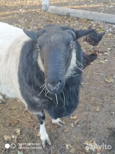 Баран Дорпер 2 года, на племя