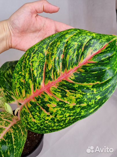 Аглаонема спринг ред