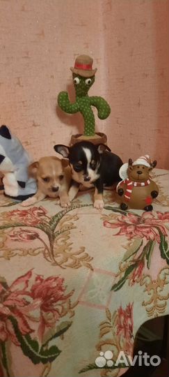 Девочки чихуашки