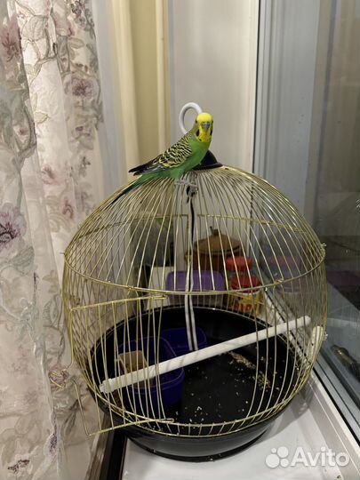 Волнистый попугай самка