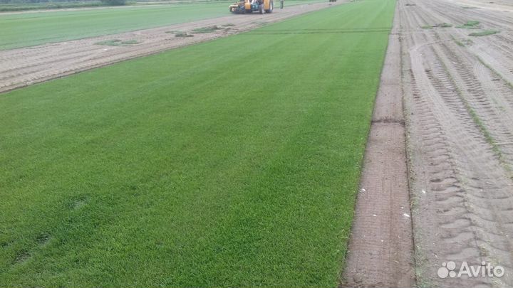 Газон рулонный