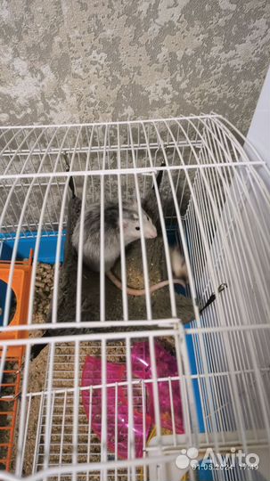 Крысы бесплатно